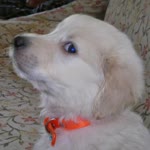 Serpil