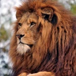 Orhan