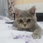 Dilek