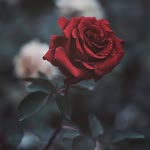 Yusuf
