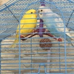 Kübra
