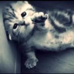 Adil