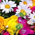 Elif