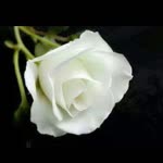 Nur