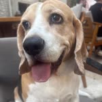 Ayça