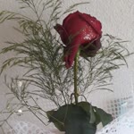 Şennur