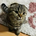 Feriha