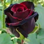 Hussam