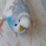 İrfan
