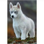 Tayfun