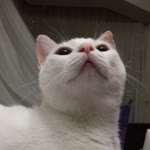 Anıl