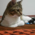 Burak