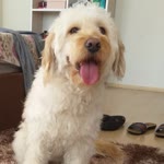Zeyneb