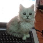 Aysun
