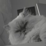 Meryem