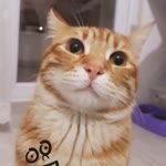 Ayhan
