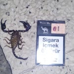 Gokhan