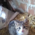 Furkan
