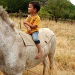 Erdal