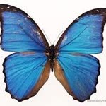 Sibel