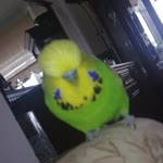 Senem