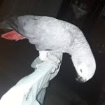 Savaş