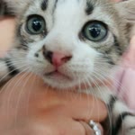 Kadir