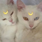 Başak