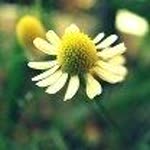 Emine