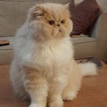 Hatice