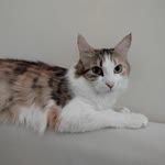 Zehra