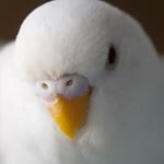 Cici