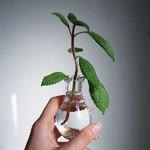 Pothos