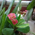 Havva