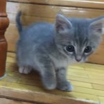 Tolga