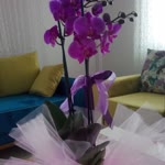 Fatma
