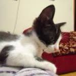 Erkan