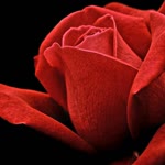 Yusuf