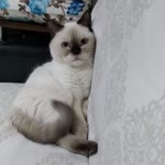 Zekiye