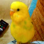 Metehan