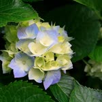 Cebrail
