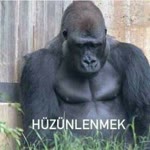 Baran