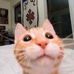 Orhan