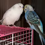 Mubina