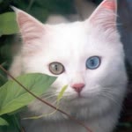 Bülent