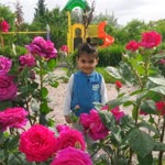Mahmut
