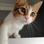 Betül