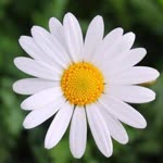Seda