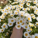 Derya