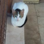 Hülya
